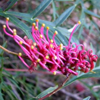 <b>HRA08  Grevillea 'Poorinda Royal Carpet' Kate/Sydney</b>