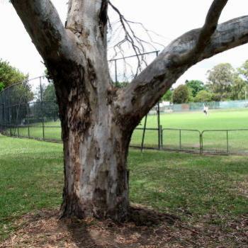 <b>9748 eucalypt in the park Sydney Kate/Sydney</b>