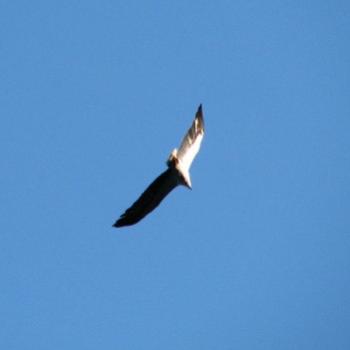 <b>8030 White Breasted Sea Eagle sun under west wing Hawkesbury River Sept'08 Kate/Sydney</b>