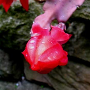 <b>180_9161 bud Empress cactus Nopalxochia phyllianthoides Cactaceae Sydney Kate/Sydney</b>