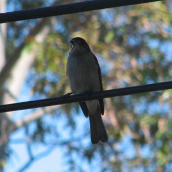 <b>7099 Butcher Bird railway station Kate/Sydney</b>