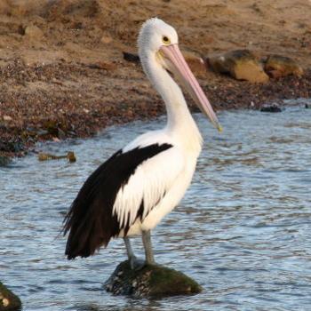 <b>8491 Australian Pelican Pelecanus conspicillatus Hawkesbury River Sept'08Kate/Sydney</b>