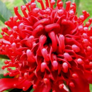 <b>7775 Waratah Telopea speciosissima Protaceae Hawkesbury River NSW Sept'08 Kate/Sydney</b>