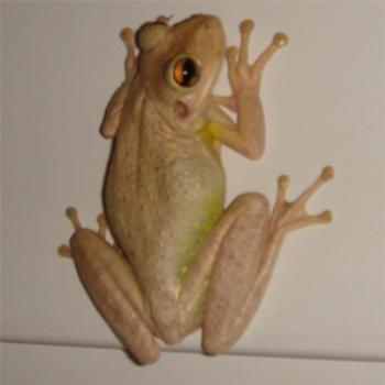 <b>Frog in Florida</b>