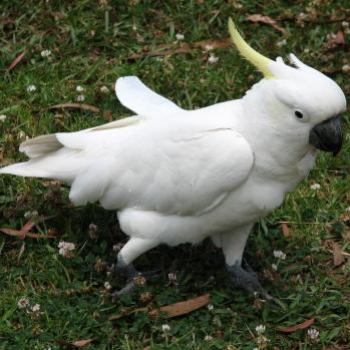 <b>9750 wind blown cockatoo Sydney Kate/Sydney</b>