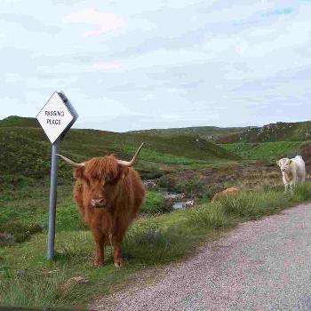 <b>Highland Cow on the narrow Scottish roads</b>