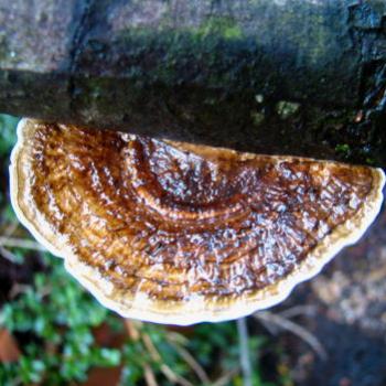 <b>4633 bracket fungus Sydney May'08 Kate/Sydney</b>