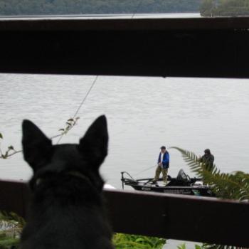 <b>7769 Ralph wants some fish Hawkesbury River NSW Sept'08 Kate/Sydney</b>