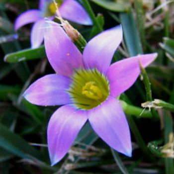 <b>7802 Flower in the grass Hawkesbury River NSW Sept'08 Kate/Sydney</b>