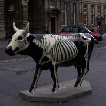 <b>Edinburgh - Cow Parade -scowleten?</b>