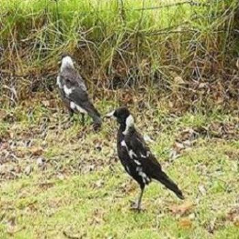 <b>Magpies (not Collingwood)</b>