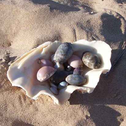 <b>a shell full of cowries </b>