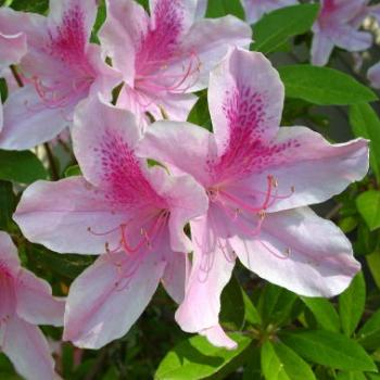 <b>Azaleas in my yard</b>