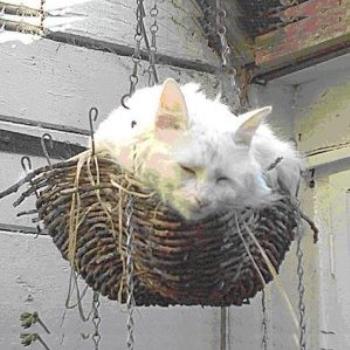 <b>Arwen in a hanging basket</b>