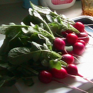 <b>Radishes from our garden</b>