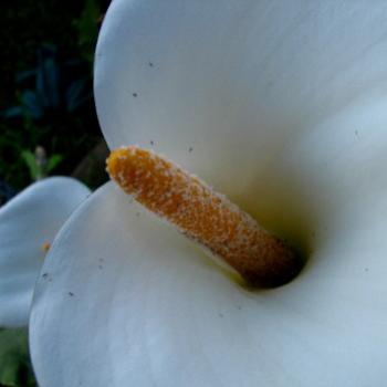 <b>arum lily Kate/Sydney</b>