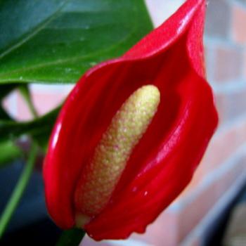 <b>red anthurium</b>