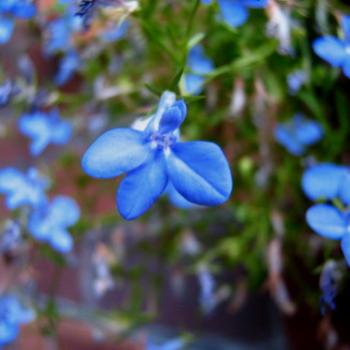 <b>lobelia</b>