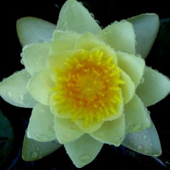 <b>water lily</b>