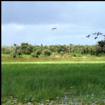 <b>You can spot the Magpie geese. Can you spot the brumbies?</b>