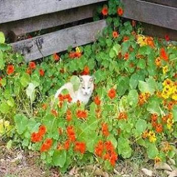 <b>Willow in the petunias (Anne)</b>