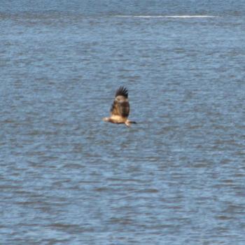 <b>Sea eagle Haliaeetus leucogaster Juvenile Kate/Sydney</b>