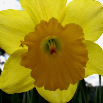 <b>HRJn08 daffodil at Dave's Kate/Sydney</b>