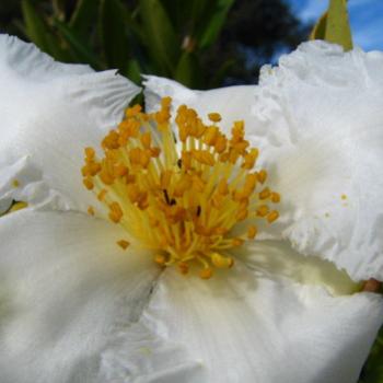 <b>SLJ08 Gordonia fried egg flower a relative of the Camellia Kate/Sydney</b>