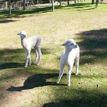 <b>Two young Alpacas, at Alpaca Farm, Denmark (near Albany)</b>