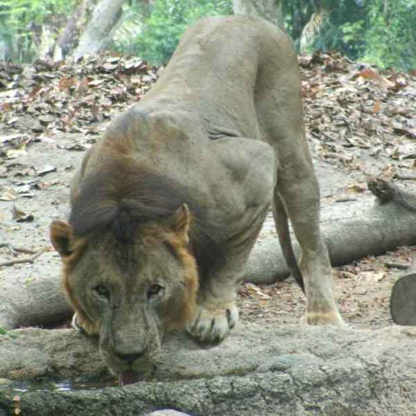 <b>lion at Singapore zoo</b>