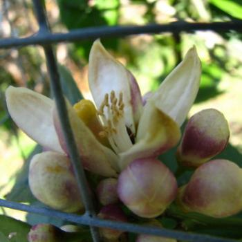 <b>8048 Lemon flowers behind bars Hawkesbury River Sept'08 Kate/Sydney</b>