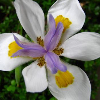 <b>8093 Dietes Wild iris Dietes grandiflora Iridaceae Sydney Sept'08 Kate/Sydney</b>