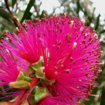 <b>9160 Purple Bottlebrush Callistemon Myrtaceae Sydney Kate/Sydney</b>