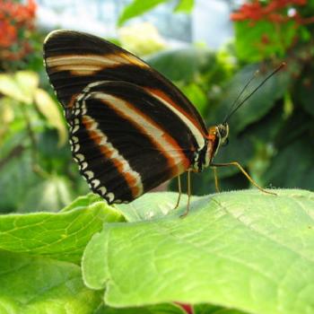 Butterfly at Tennessee Aquarium