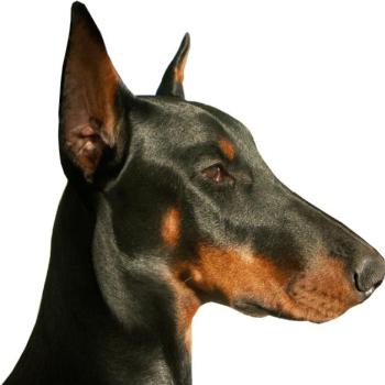 <b>dobermanklub.net</b>