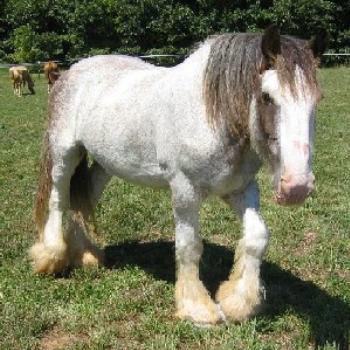 I was saved from starvation by the United States Equine Rescue League!