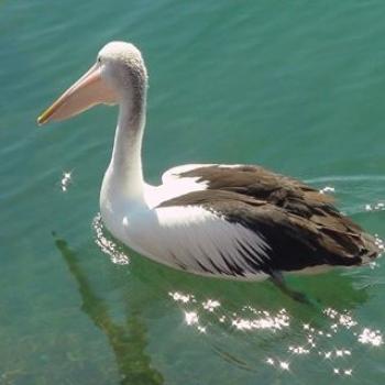 <b>Paddling Pelican</b>