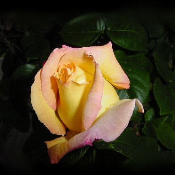 <b>Blushing Rose</b>