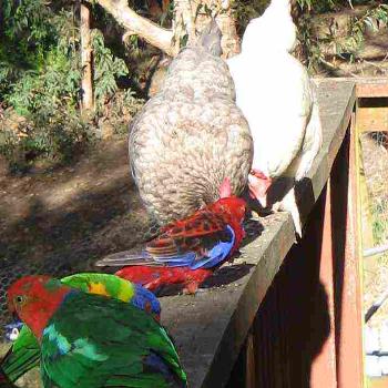 feeding the birds, parrots and chooks!