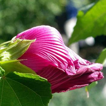 <b>hibiscus bud, Chinese Gardens, Portland OR</b>