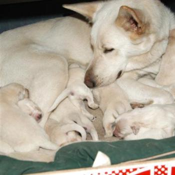 <b>Adele and her 11 pups!</b>