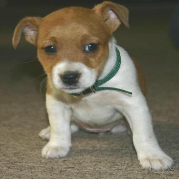 <b>our new pup, 6 weeks old and ready to take on the world</b>