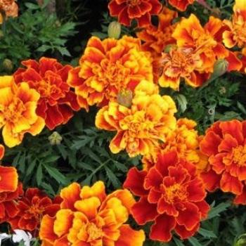 <b>Irish Marigolds</b>