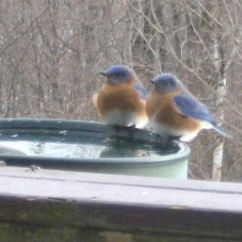 bluebirds in Vermont in the winter!!