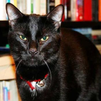 <b>My rather unimpressed cat...Salem</b>