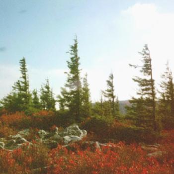 Dolly Sods, West Virginia, where the wind blows hard enough to shape the trees