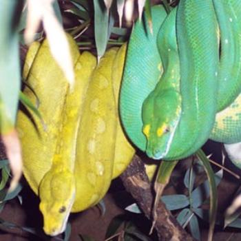 <b>Snakes at Melbourne Zoo</b>