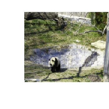 <b>Tai Shan, 7 month old, Panda Cub at National Zoo</b>