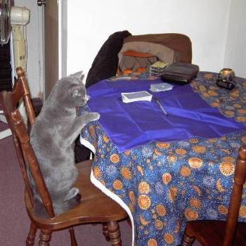 <b>Buddy doing tarot reading</b>