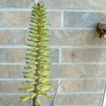 <b>Aloe Vera Flower</b>